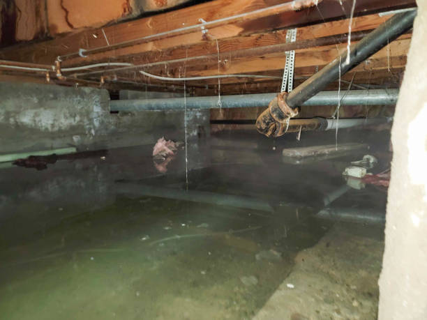 Best Local water damage restoration  in Bay City, TX